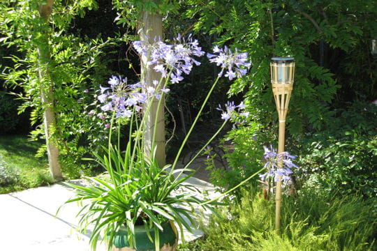 Agapanthes