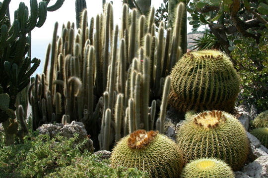 Une balade au milieu des plantes succulentes et des cactées