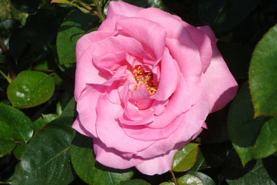 Rose de Rennes