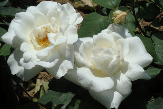 Thérèse de Lisieux