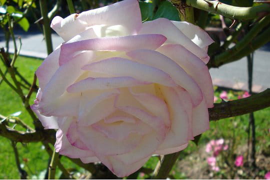 Princesse de Monaco ®
