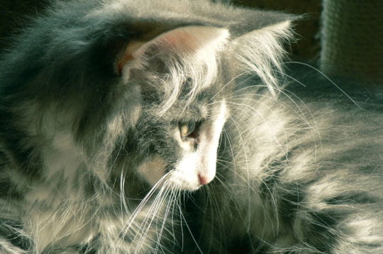 Chaton norvégien