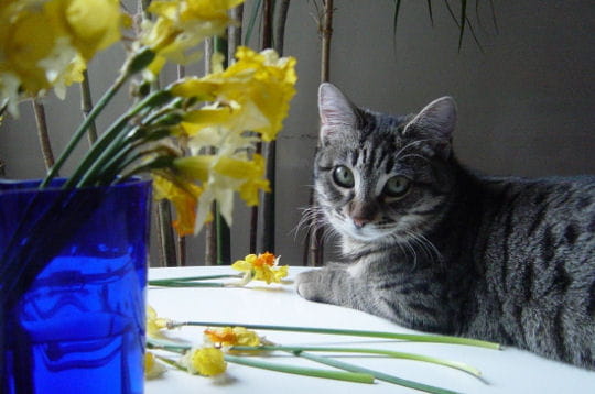 Pouvoir des fleurs