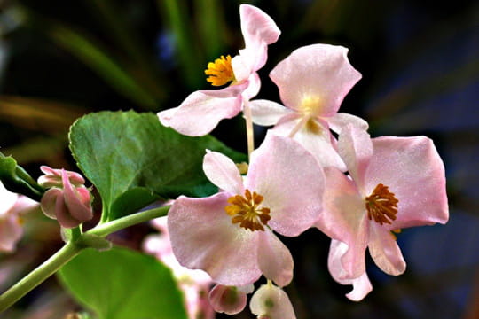 Bégonia