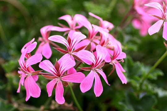 Géranium