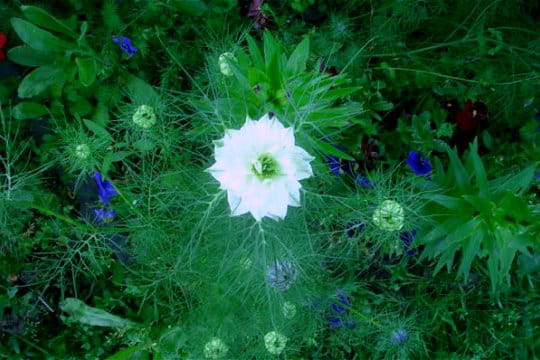 Nigelle de Damas