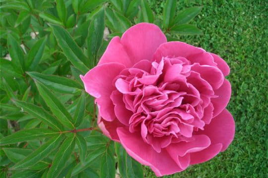 Pivoine