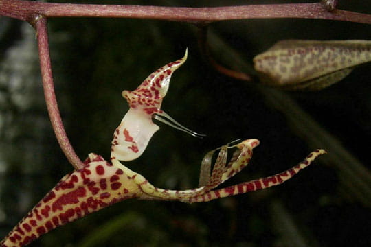 Orchidée