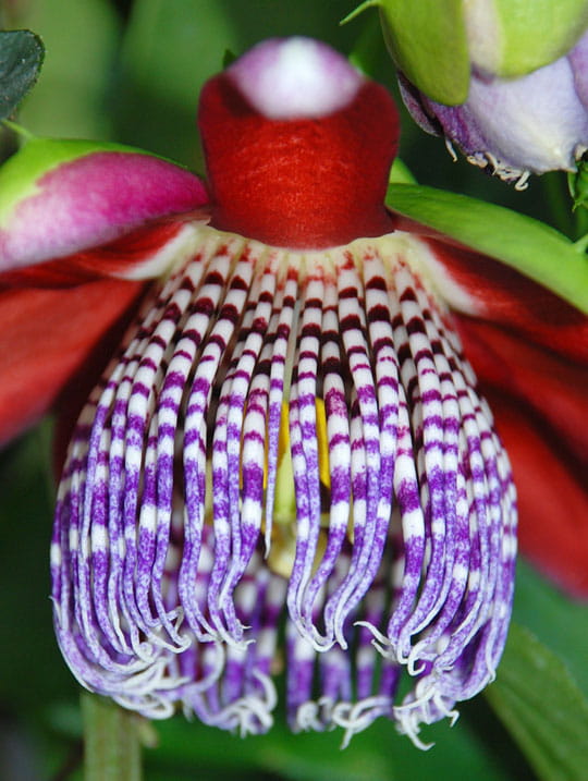 Fleur de la passion