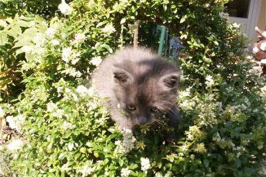 Chat perché