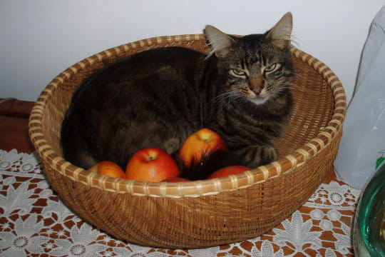 Un chat dans un panier de fruits