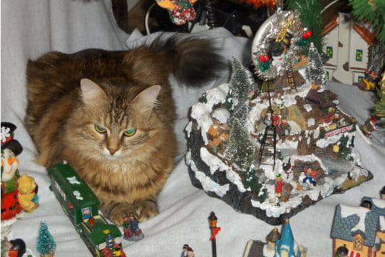 Chat-Zilla