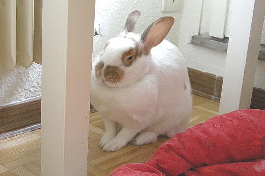 Un lapin-poule