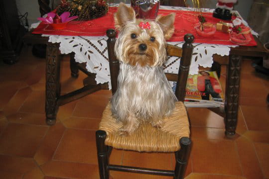 Petit bout de chien