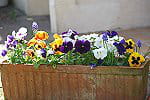 jardinière de pensées 