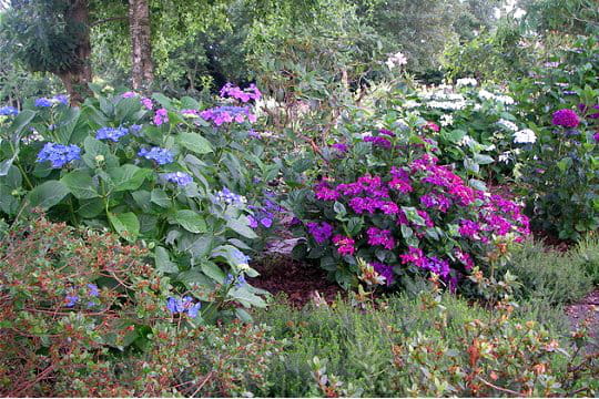 Des fleurs visibles de partout