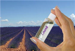 la lavande fait partie des plantes aromatiques les plus connues à partir