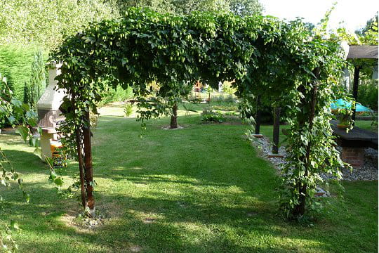 Pergola houblon