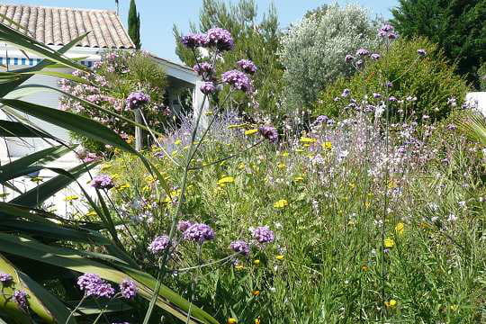 Des fleurs aux couleurs éblouissantes
