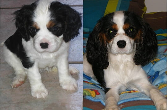 Le cavalier King Charles