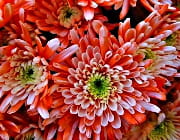 les chrysanth�mes sont associ�es � la toussaint. 