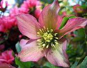 la rose de no�l est aussi appel�e hell�bore. 