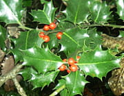 si on le trouve � l'�tat naturel, il est plus agr�able de l'avoir dans son