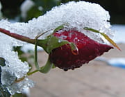 la neige arrive parfois alors que les roses sont encore belles. 
