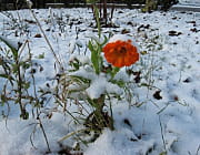 certaines plantes se font surprendre par les premi�res gel�es. 