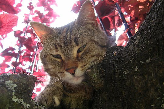 Filou