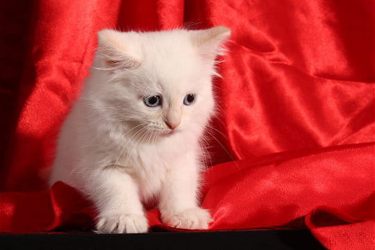 Minou