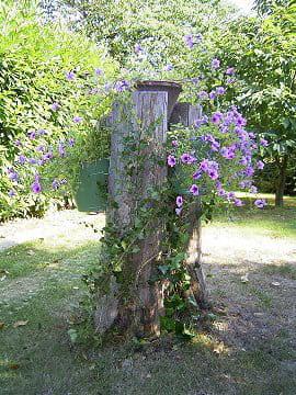 Tronc pour des fleurs