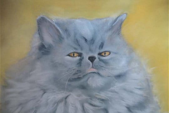 Un chat de caractère