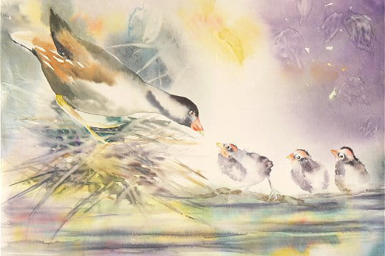 Une poule d'eau