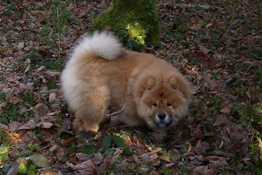 Chow chow