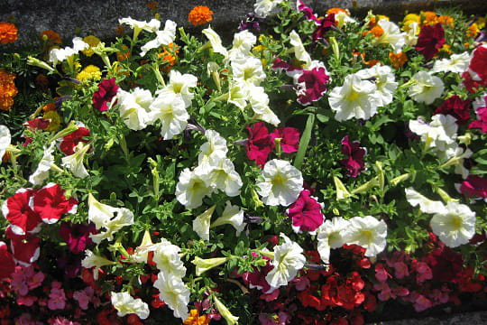 Le jardin de Françoise