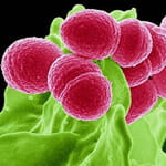 immersion au cœur des microbes