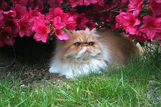 Eva, le chat
