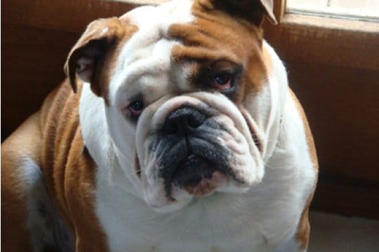 Boubou, le chien