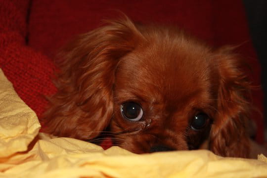 Foska, le chien