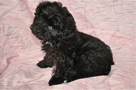 Shaky, le chien