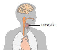 la thyroïde est une glande située dans la gorge, présente chez tous les êtes