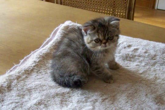Exotic shorthair très curieux