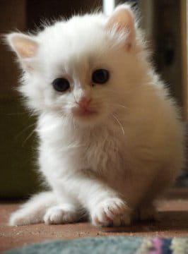 Eros le chat