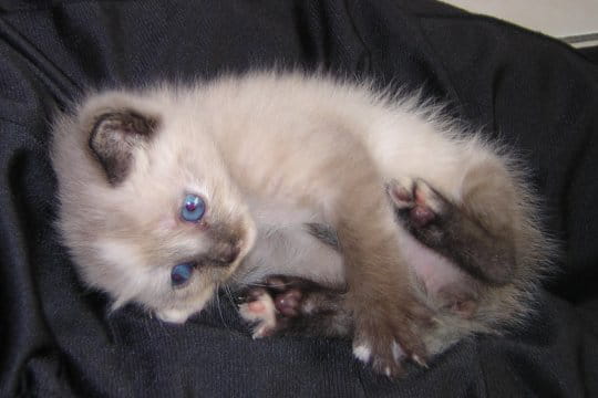 Thya, le chat