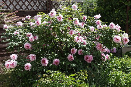 Pivoine arbustive