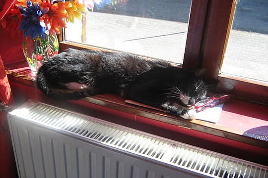 Minou, le chat