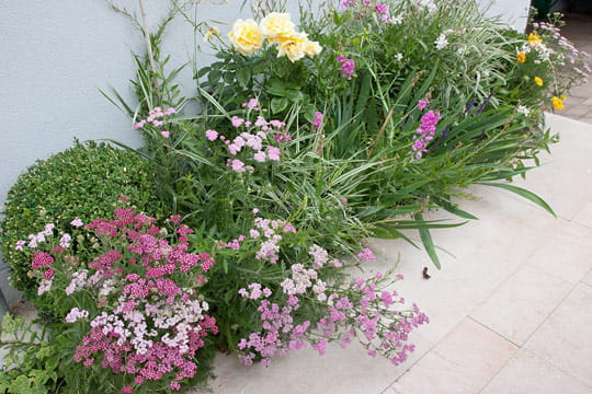 Jardin côté sud